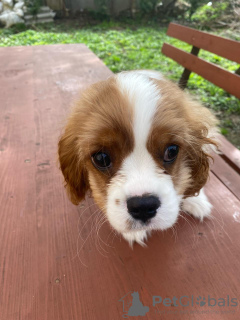 Dodatkowe zdjęcia: Słodka suczka Cavalier King Charles Spaniel Amelie