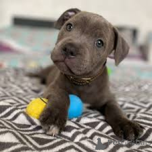 Zdjęcie №2 do zapowiedźy № 165603 na sprzedaż  staffordshire bull terrier - wkupić się Holandia prywatne ogłoszenie, hodowca