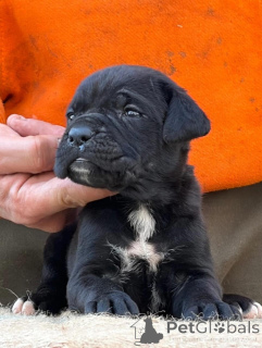 Zdjęcie №3. Entzückende Cane-Corso-Welpen suchen einliebevolles Zuhause!. Niemcy