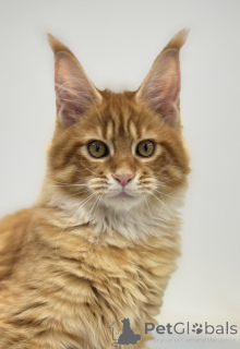 Zdjęcie №2 do zapowiedźy № 161312 na sprzedaż  maine coon - wkupić się Federacja Rosyjska od żłobka