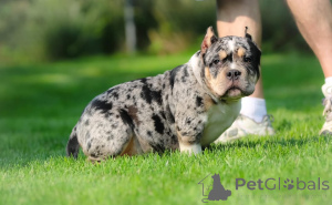 Zdjęcie №2 do zapowiedźy № 147448 na sprzedaż  american bully - wkupić się Niemcy prywatne ogłoszenie