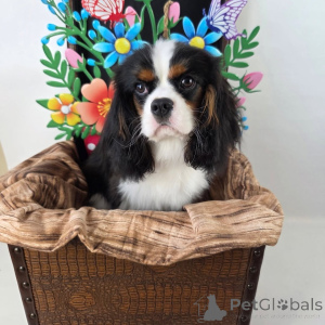 Zdjęcie №1. cavalier king charles spaniel - na sprzedaż w To, co najlepsze | negocjowane | Zapowiedź №155572