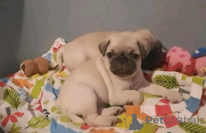 Zdjęcie №4. Sprzedam  w Prachatice. prywatne ogłoszenie - cena - 5740zł