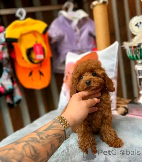 Zdjęcie №2 do zapowiedźy № 139155 na sprzedaż  pudel (zabawka) - wkupić się USA hodowca