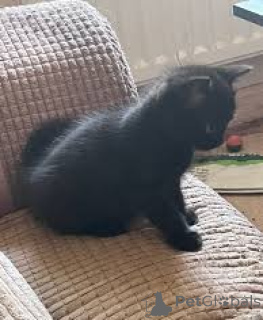 Zdjęcie №2 do zapowiedźy № 164943 na sprzedaż  bombay cat - wkupić się Finlandia prywatne ogłoszenie, hodowca