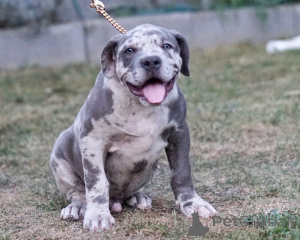 Zdjęcie №1. american bully - na sprzedaż w Hamburg | 4779zł | Zapowiedź №147444