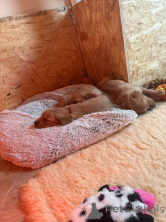 Zdjęcie №2 do zapowiedźy № 159522 na sprzedaż  golden retriever - wkupić się USA prywatne ogłoszenie