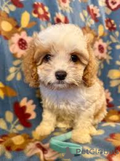 Zdjęcie №3. Prachtige Cavapoo-puppy's te koop. Belgia