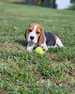 Zdjęcie №1.  - na sprzedaż w Madryt | negocjowane | Zapowiedź №161165
