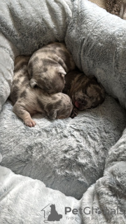 Zdjęcie №4. Sprzedam buldog francuski w Bremervörde. prywatne ogłoszenie - cena - 4066zł