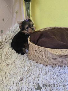 Zdjęcie №3. Mini Yorkshire Terriery. Serbia