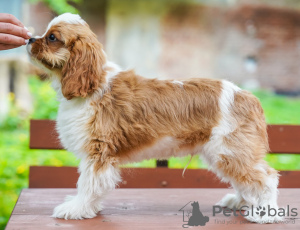 Zdjęcie №4. Sprzedam cavalier king charles spaniel w Berlin. prywatne ogłoszenie - cena - 3767zł