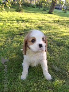 Dodatkowe zdjęcia: Idealne szczenięta Cavalier King Charles Spaniel.