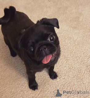 Zdjęcie №3. Pug Slopies. Szwajcaria