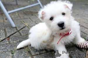 Zdjęcie №1. west highland white terrier - na sprzedaż w Ninove | 2392zł | Zapowiedź №165191
