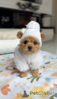 Zdjęcie №2 do zapowiedźy № 164613 na sprzedaż  maltańczyk - wkupić się Niemcy hodowca