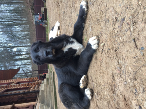 Zdjęcie №1. owczarek środkowoazjatycki - na sprzedaż w Mińsk | Negocjowane | Zapowiedź №4944