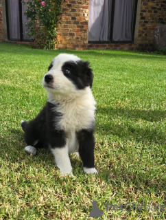 Zdjęcie №1. border collie - na sprzedaż w Holstebro | negocjowane | Zapowiedź №169995