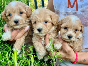 Zdjęcie №2 do zapowiedźy № 155638 na sprzedaż  maltipu - wkupić się Niemcy hodowca