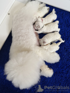 Zdjęcie №2 do zapowiedźy № 133132 na sprzedaż  bichon frise - wkupić się Niemcy prywatne ogłoszenie