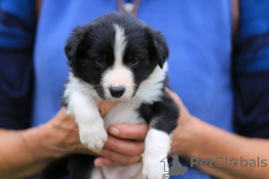 Zdjęcie №3. Urocze szczenięta Border Collie do bezpłatnej adopcji. Niemcy