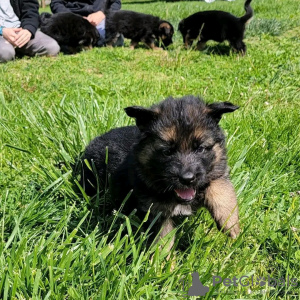 Zdjęcie №2 do zapowiedźy № 123166 na sprzedaż  owczarek niemiecki - wkupić się Niemcy hodowca