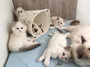 Zdjęcie №1. ragdoll - na sprzedaż w Antwerpia | negocjowane | Zapowiedź № 174446