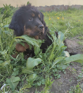 Zdjęcie №2 do zapowiedźy № 10946 na sprzedaż  mastif tybetański - wkupić się Białoruś prywatne ogłoszenie