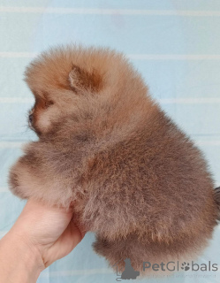Dodatkowe zdjęcia: Pomeranian mini pluje dowolnym kolorem rasowym