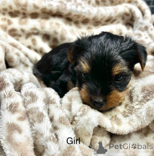 Zdjęcie №1. yorkshire terrier biewer - na sprzedaż w Chicago | 4171zł | Zapowiedź №176367