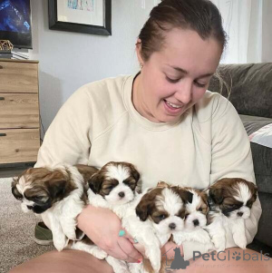 Zdjęcie №1. shih tzu - na sprzedaż w Ludwigsburg | 2153zł | Zapowiedź №149700