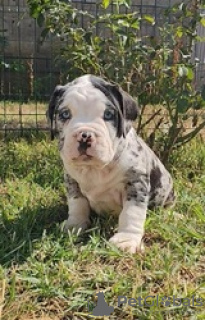 Zdjęcie №3. Szczenięta American Bully do adopcji. Finlandia