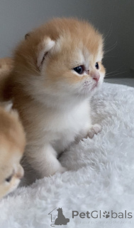 Zdjęcie №2 do zapowiedźy № 161233 na sprzedaż  kot brytyjski krótkowłosy - wkupić się Republika Czeska od żłobka, hodowca