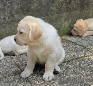 Zdjęcie №2 do zapowiedźy № 163503 na sprzedaż  labrador retriever - wkupić się Wielka Brytania prywatne ogłoszenie