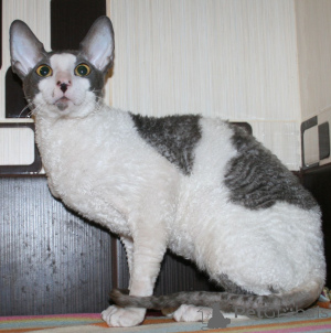Zdjęcie №3. Żądne przygód kocięta Cornish Rex. Czarnogóra