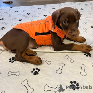 Zdjęcie №1. doberman - na sprzedaż w Aalborg | 3348zł | Zapowiedź №173390