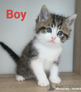 Zdjęcie №2 do zapowiedźy № 151105 na sprzedaż  scottish fold - wkupić się Nowa Zelandia hodowca