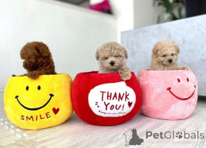 Zdjęcie №1. pudel (zabawka) - na sprzedaż w Helsinki | 2631zł | Zapowiedź №159351