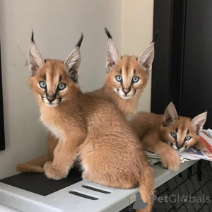 Zdjęcie №1. caracal - na sprzedaż w Aizlingen | 2153zł | Zapowiedź № 158831