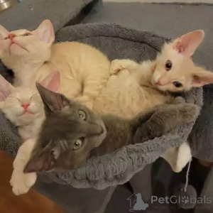 Zdjęcie №2 do zapowiedźy № 167274 na sprzedaż  kot doński sfinks - wkupić się Niemcy prywatne ogłoszenie