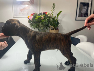 Zdjęcie №2 do zapowiedźy № 137195 na sprzedaż  pies nierasowy - wkupić się Austria hodowca