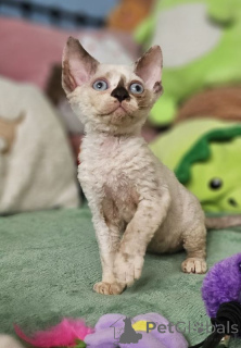 Zdjęcie №1. devon rex - na sprzedaż w Berlin | 1196zł | Zapowiedź № 167364
