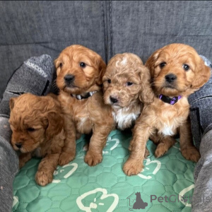 Zdjęcie №2 do zapowiedźy № 149697 na sprzedaż  pies nierasowy - wkupić się Niemcy prywatne ogłoszenie