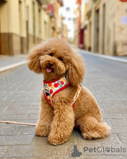 Zdjęcie №3. Wszkolona w toalecie zabawka pudla. Portugalia