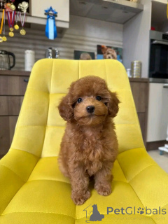 Zdjęcie №1.  - na sprzedaż w Amberg | 1913zł | Zapowiedź №159556