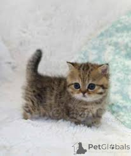 Zdjęcie №1. munchkin - na sprzedaż w Wiedeń | 2688zł | Zapowiedź № 163812