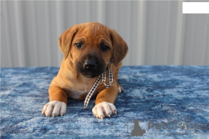 Zdjęcie №1. rhodesian ridgeback - na sprzedaż w Гамбург | Bezpłatny | Zapowiedź №133322