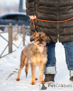 Zdjęcie №3. Rzadki piesek szuka domu. Federacja Rosyjska