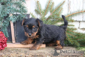 Zdjęcie №2 do zapowiedźy № 63822 na sprzedaż  yorkshire terrier - wkupić się Niemcy 