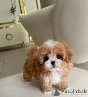 Zdjęcie №3. Szczenięta Maltipoo. Białoruś